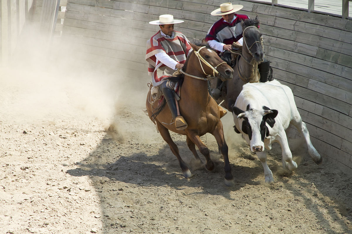 I got all crazy about a couple of vineyards in Chile when I visited my daughter and her husband in SantiagoFabulous Pinots Comp Sur Pinot NoirDon’t get me wrong my taste buds are extreme