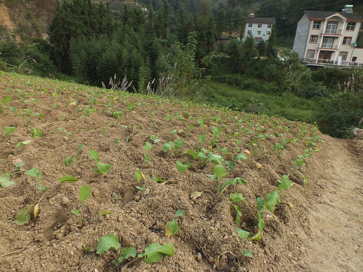 村企共建协议书