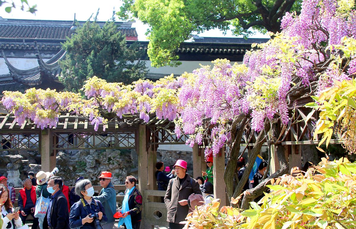 紫藤萝瀑布笔记整理