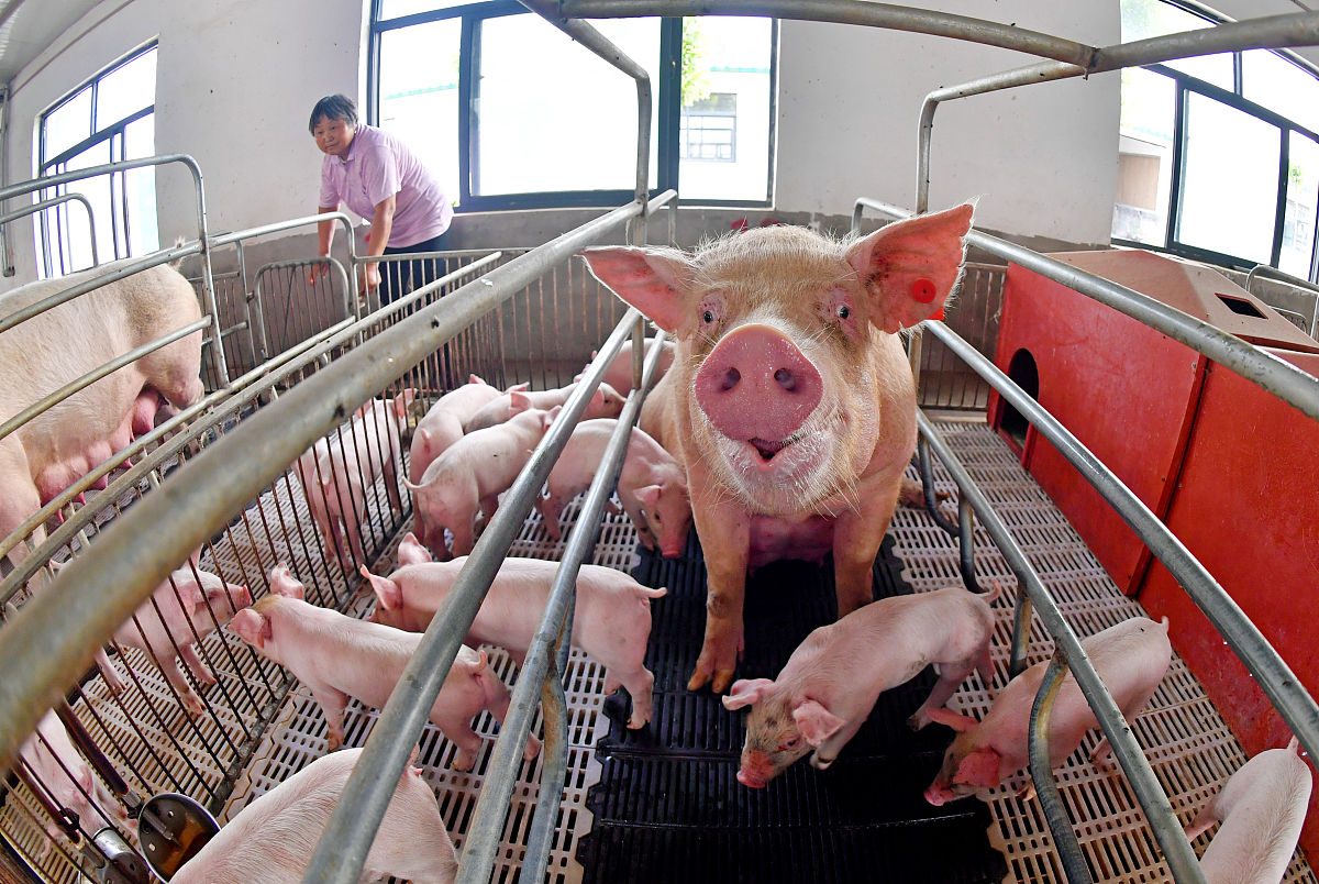 养猪技巧：高效养殖方法指南