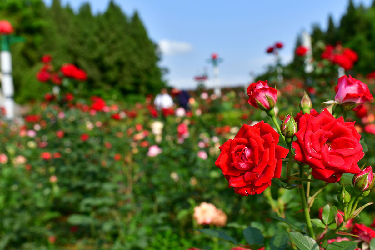 阳光玫瑰视频文案：夏日花海，感受浪漫与奇迹