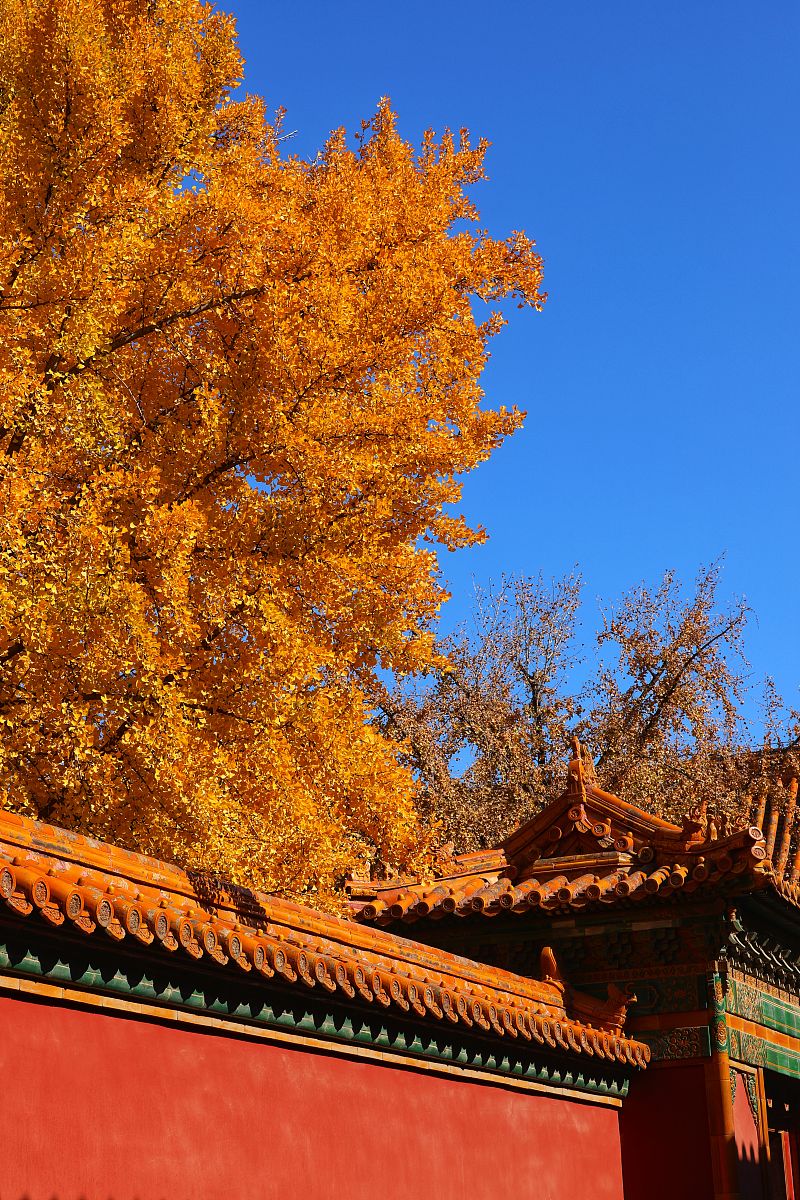 故都的秋作者是