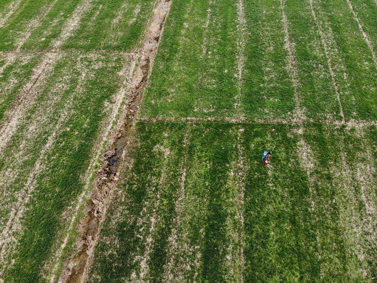 棉花间作洋葱促进根系生长效果最佳