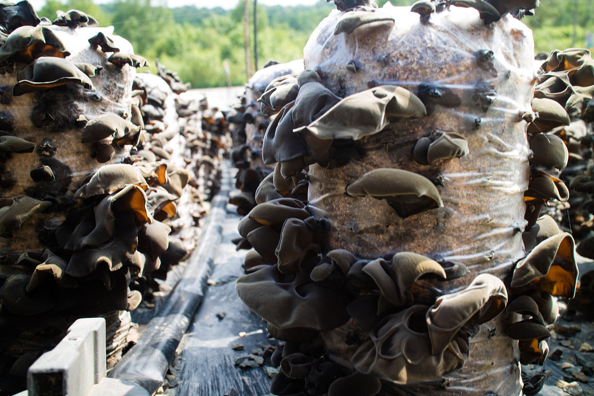 牡丹江地区拥有世界公认的北纬45度优势气候的土壤这里是全国自然条件十分优越的食用菌适生区。菌业公司所在的地理位置优越资源优势、地理优势、品牌优势明显。根据数据显示2021年我国黑木耳产量为7123万吨其中黑龙江省产量为31789万吨占全国总产量的4463。而牡丹江地区黑木耳产量一度占到全省的70。这足以说明牡丹江地区在食用菌产业中的重要地位。扩展开来多写一点