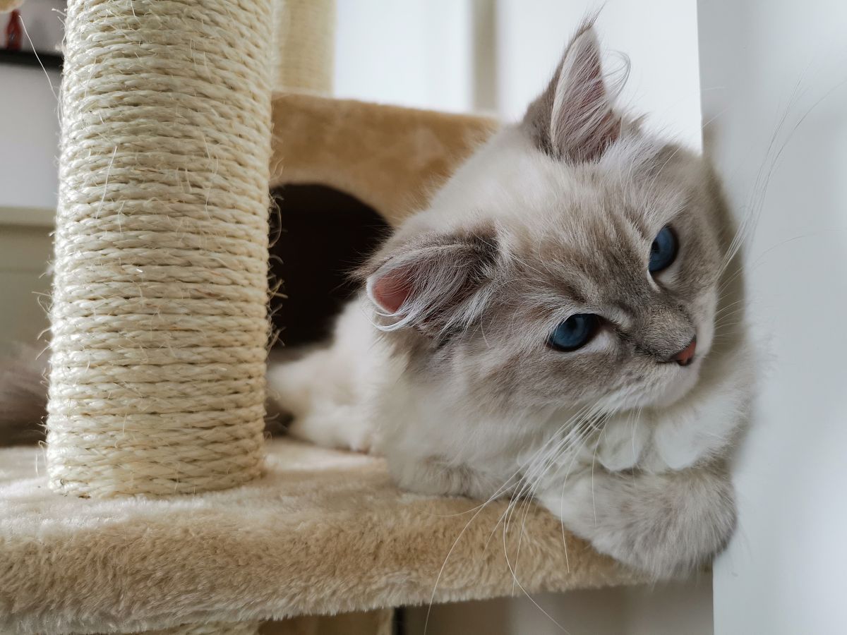 布偶猫需要多大的活动空间