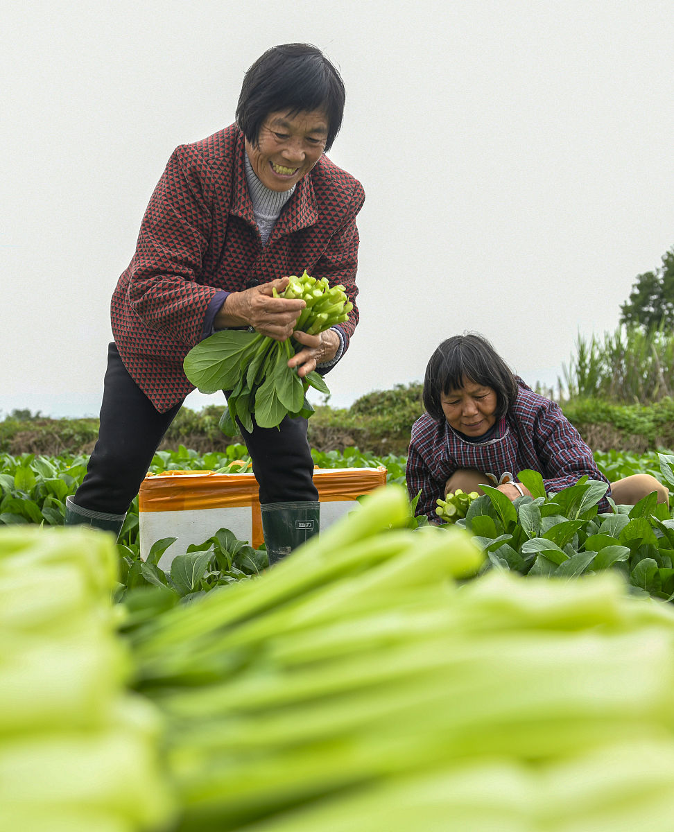 连州菜心：都市白领和家庭主妇的健康美食选择