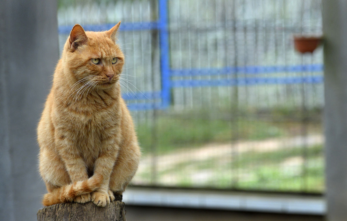 2015年11月13日,成都,大妈救助近5000只流浪猫狗,月花20万欲寻接班人.