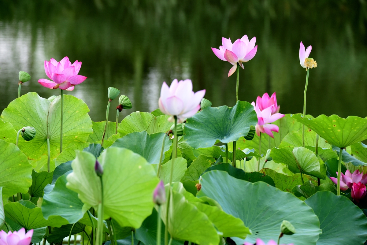 夏日荷塘：五绝诗描绘清凉美景