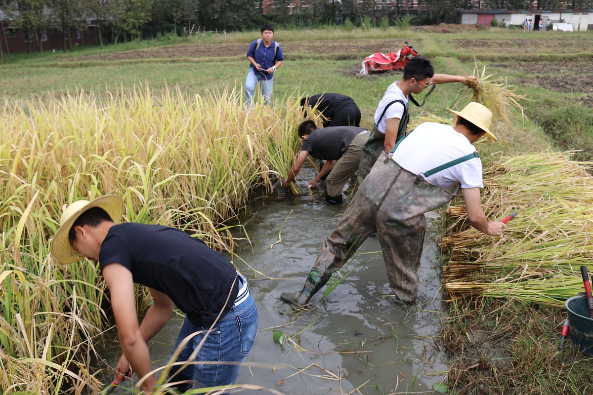 下水稻田心得体会：深入了解稻田生态系统与管理