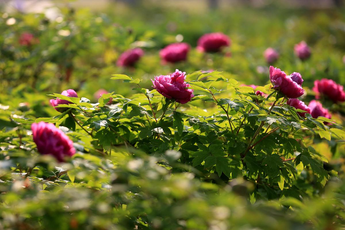 手机相册里的牡丹花：绽放的美丽，生命的意义