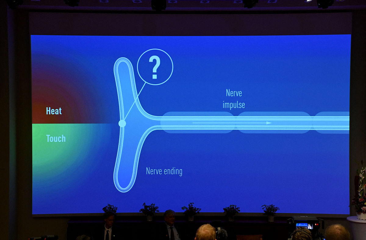 生物体机械感受器：感知外界环境的关键结构