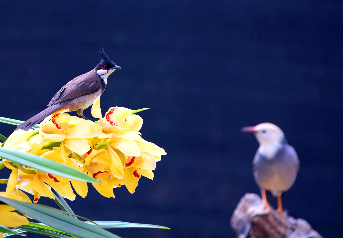 小鸟在枝头鸣叫改为拟人句