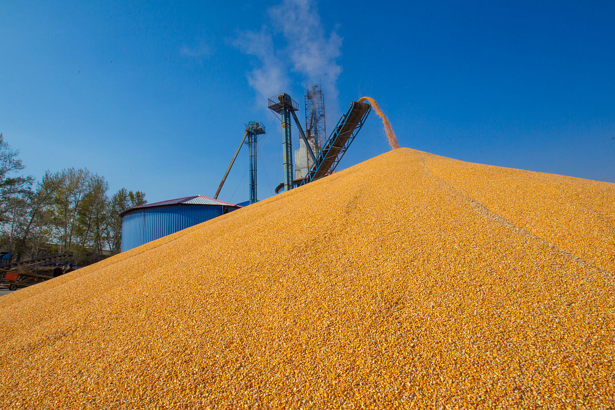 中国转基因产业化试点进展