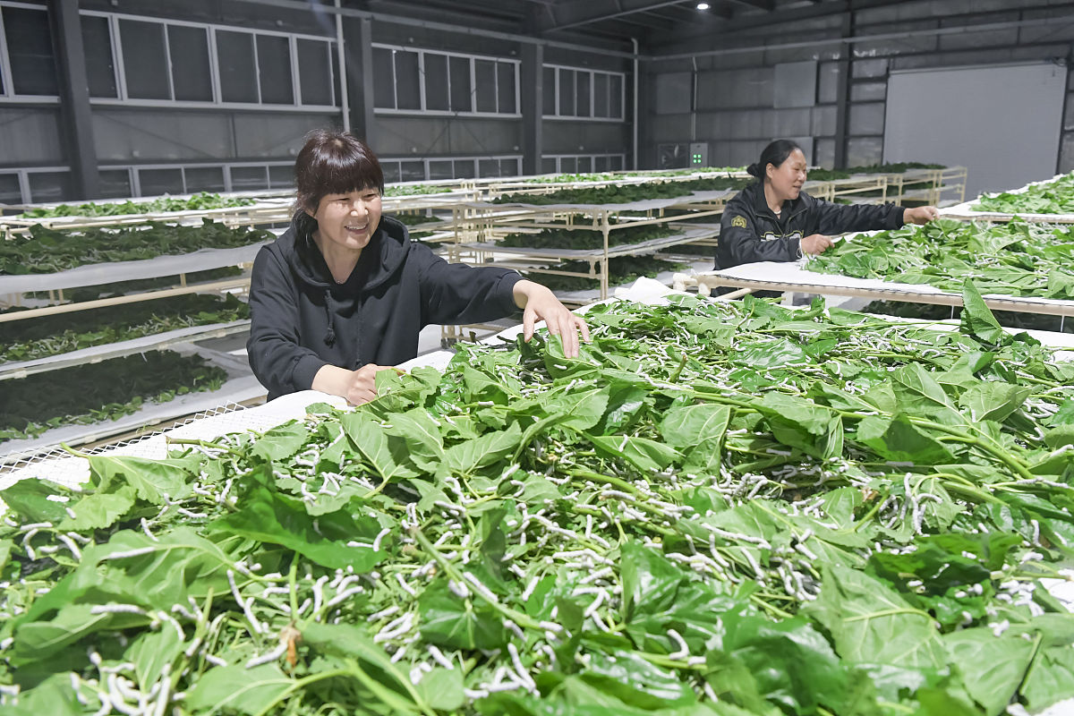 蚕桑技术专业就业方向有哪些