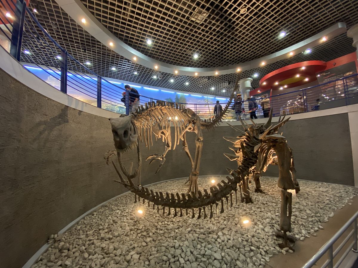 恐龙化石博物馆即将开放，带您探索远古世界！