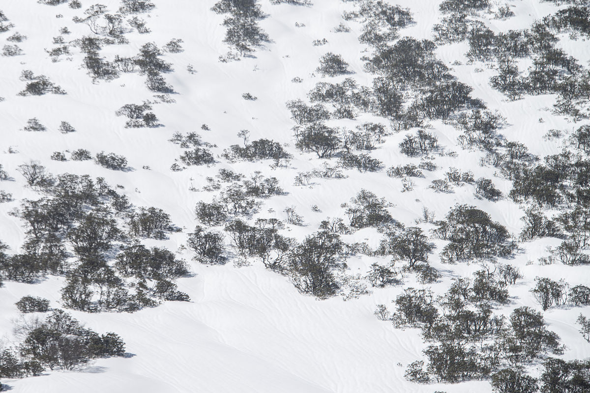 2020年5月2日,西藏林芝,色季拉山口林海雪原.