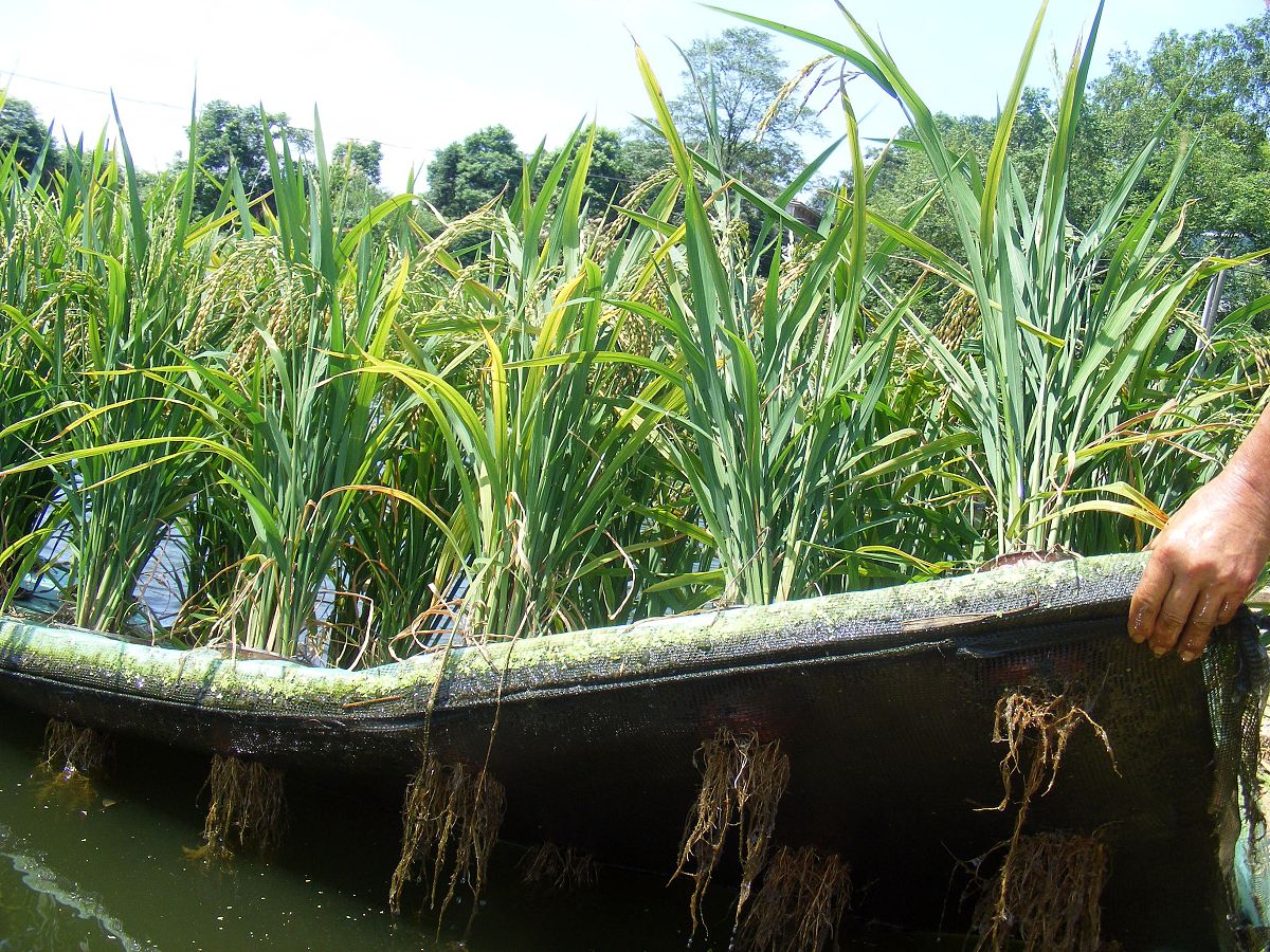 横山县水稻病虫害现状及防治措施