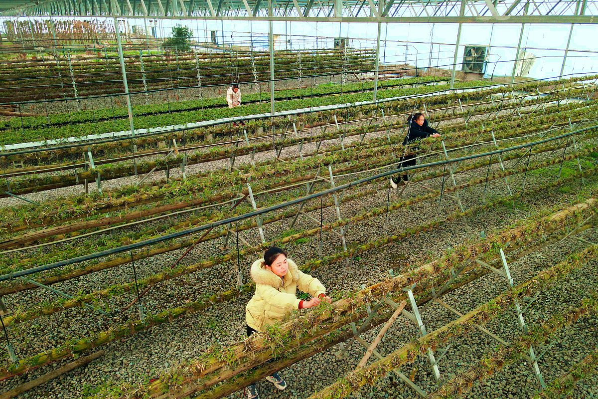 广西农业技术推广相关案例