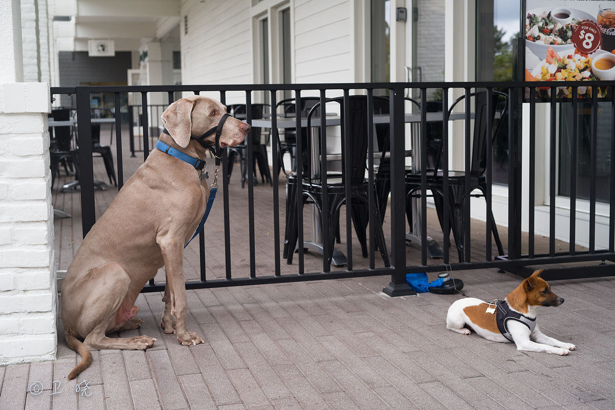 老板说我像大型犬什么意思