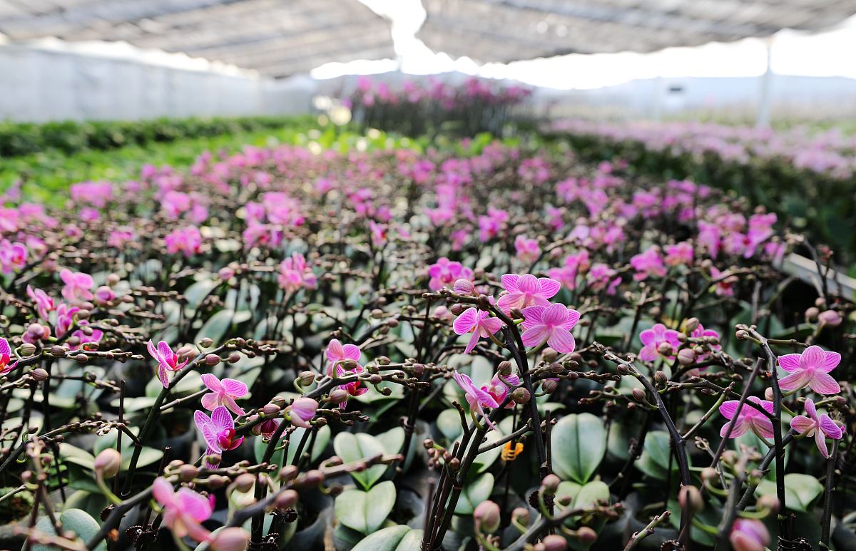 广西种植蝴蝶蓝产业背景