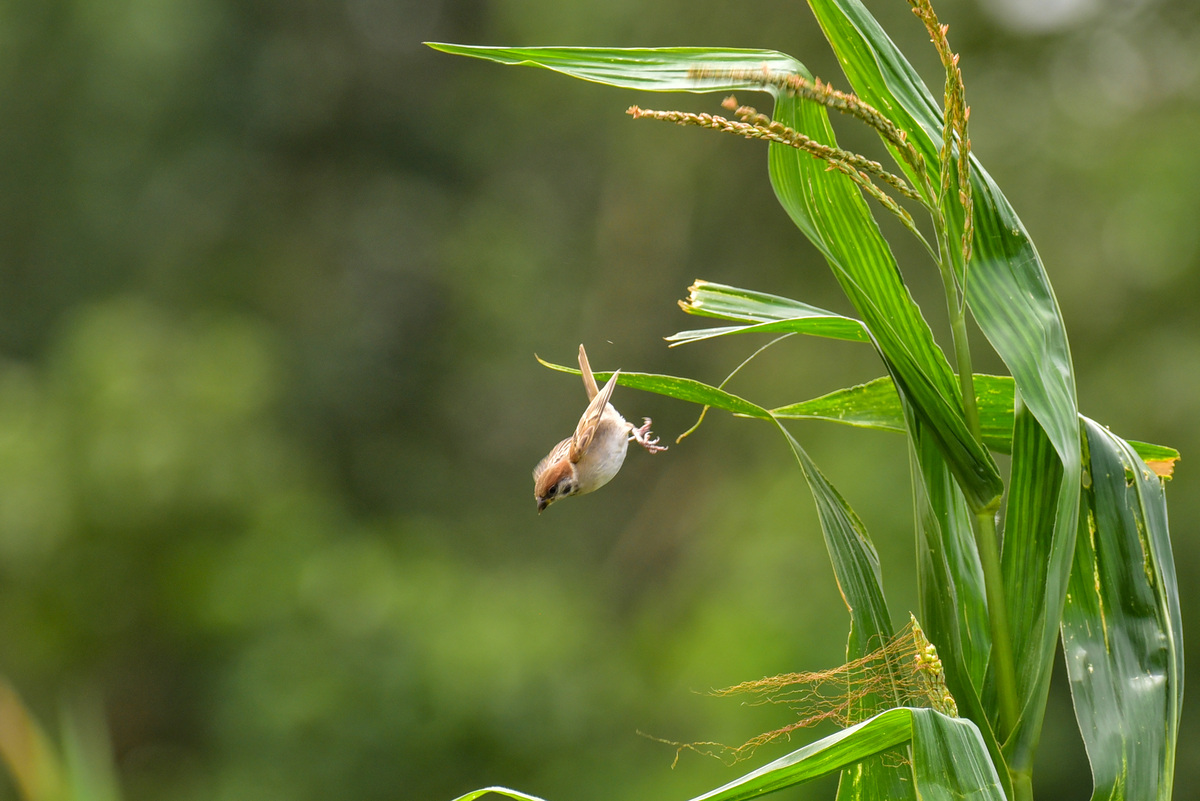 水稻昆虫多样性调查与生态保护