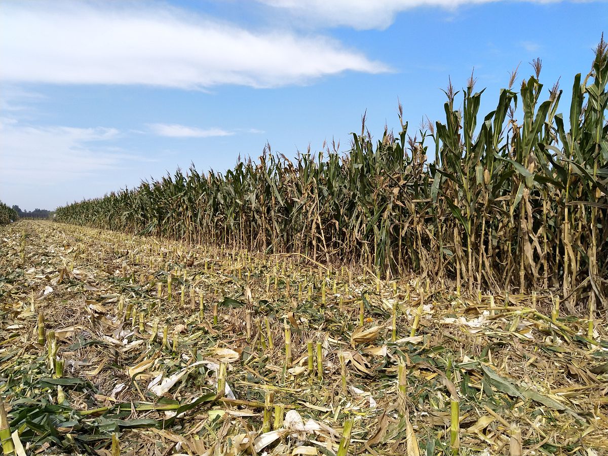 石家庄中专学校有哪些专业比较好