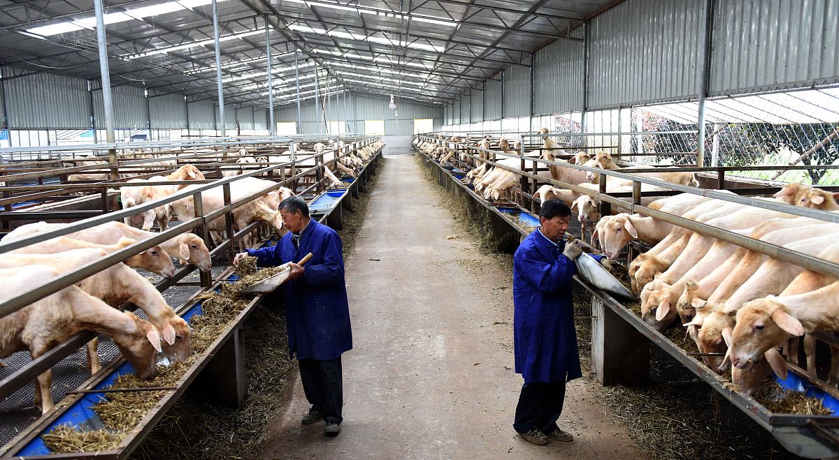 廊坊职业技术学院畜牧兽医专业都学些什么