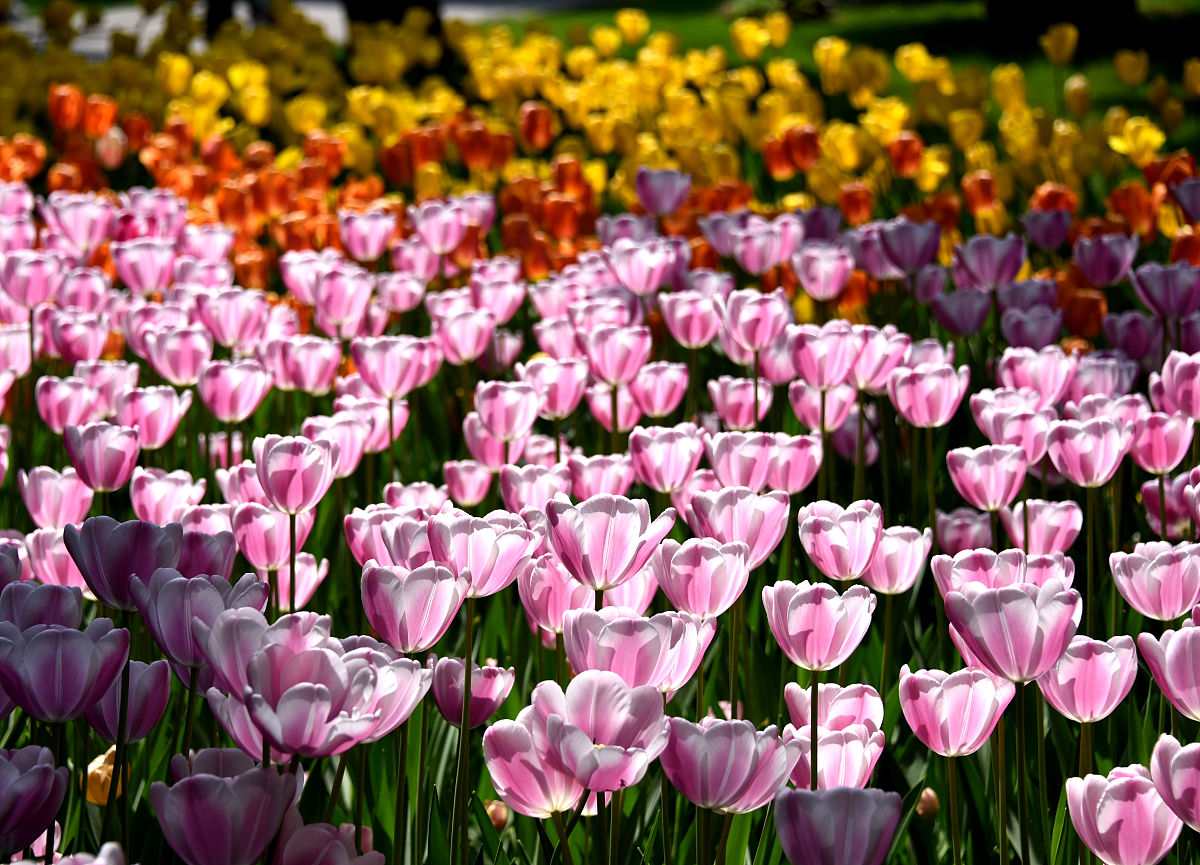 我喜欢郁金香 写一篇300字小学作文