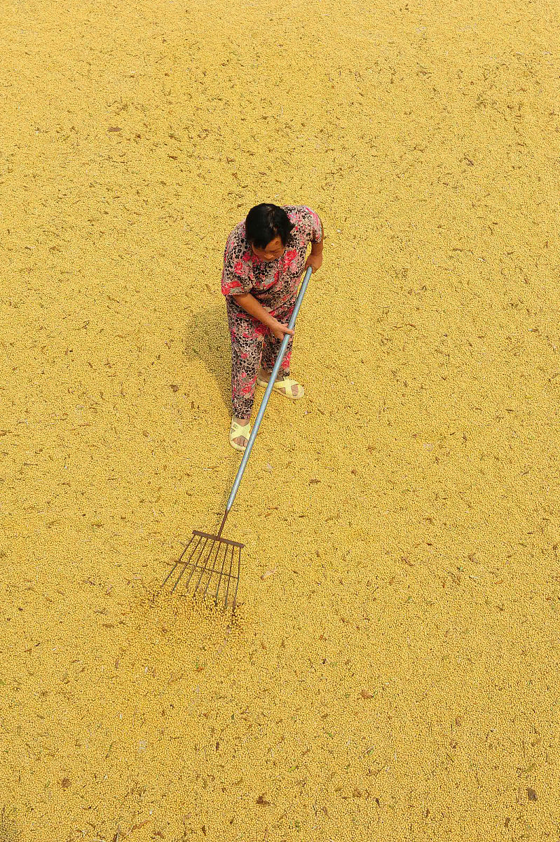 小米收获季节：最佳时间、方法和注意事项