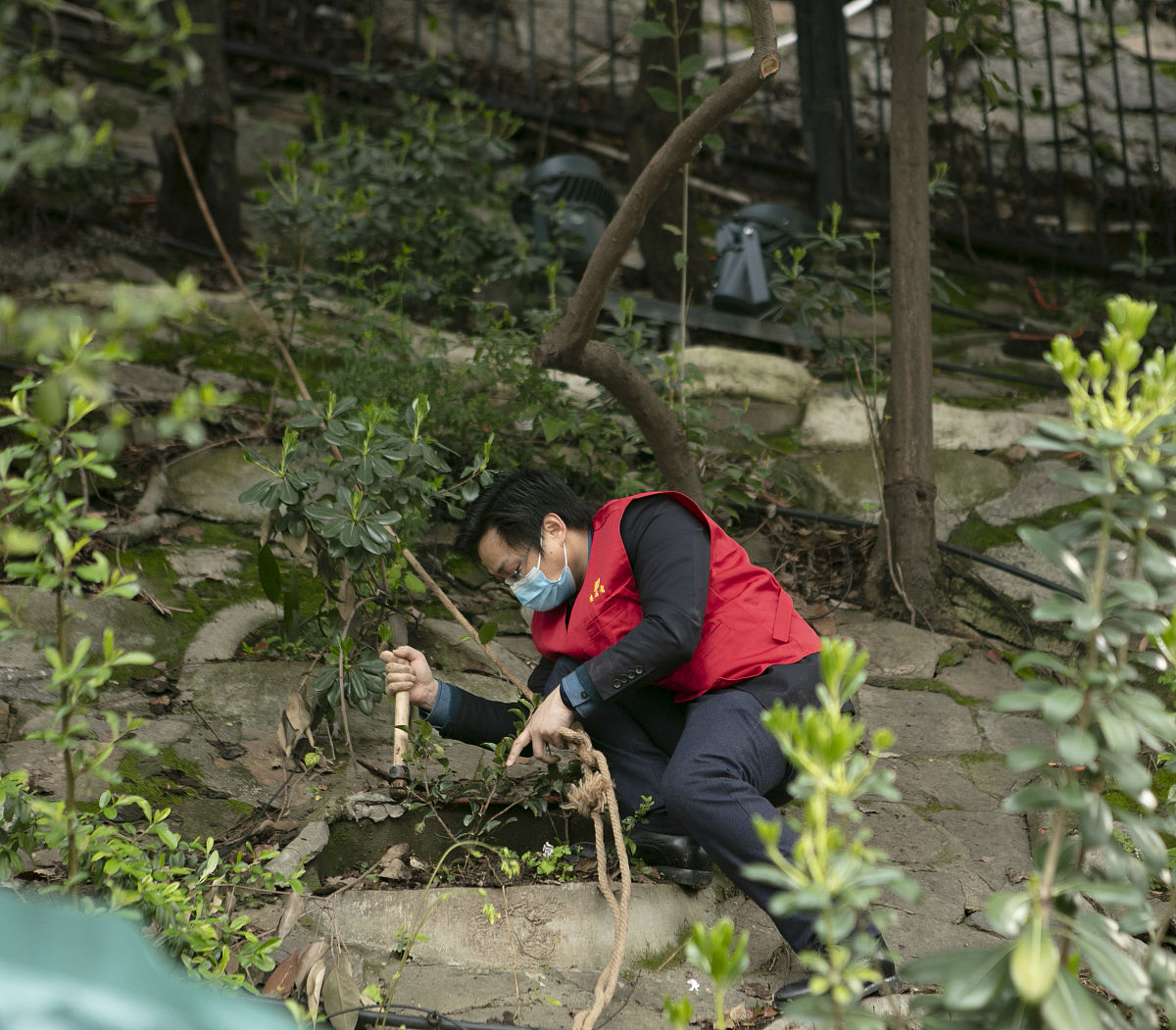 林学专业树木学实习日记：亲身体验剪枝采集与特征识别