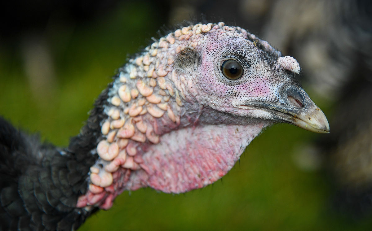 我们来建立一个假设背景农场里有一群火鸡但火鸡并不知道农场主的存在可以理解吗？农场主每隔一天都会给火鸡投食火鸡中的科学家会就此得出什么结论？注意火鸡中的科学家其属性是火鸡而不是人你能再思考一下上一个问题吗？根据以上情景请写一个类似的故事如果有一天农场主忘记投食基于你写的故事请预测一下火鸡社会发生的变化感恩节到了农场主需要宰杀几只火鸡为自己的家庭准备一顿丰盛的晚餐预测一下火鸡社会将发生的变化