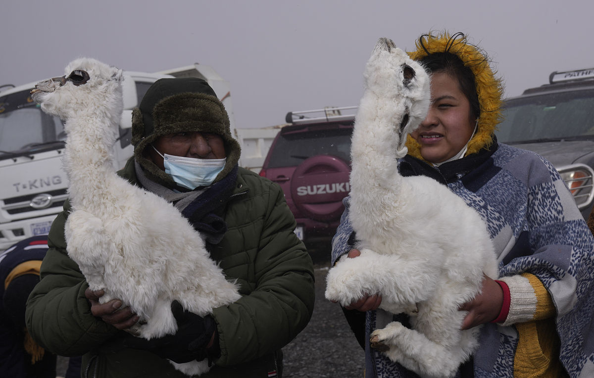 当地时间2021年8月1日,玻利维亚拉巴斯,艾玛拉原住民(aymara)举行传统