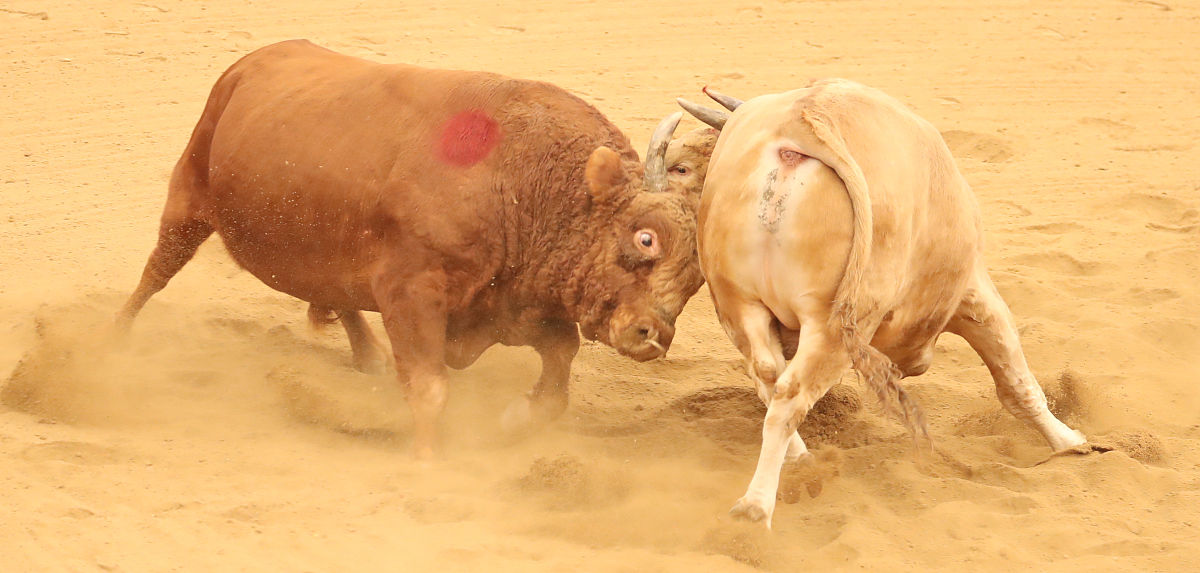 多年未怀孕的女子梦见一大群红牛什么意思？