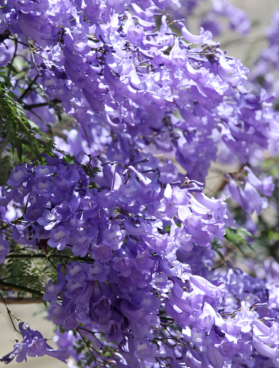 蓝花楹盛放，足疗放松，享受浪漫花语