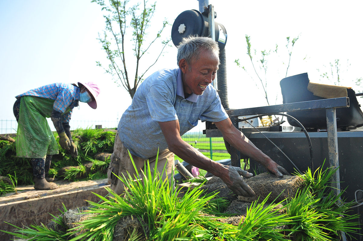 2021年6月24日,江苏省徐州市睢宁县庆安镇杨圩村标准化育秧基地,农民