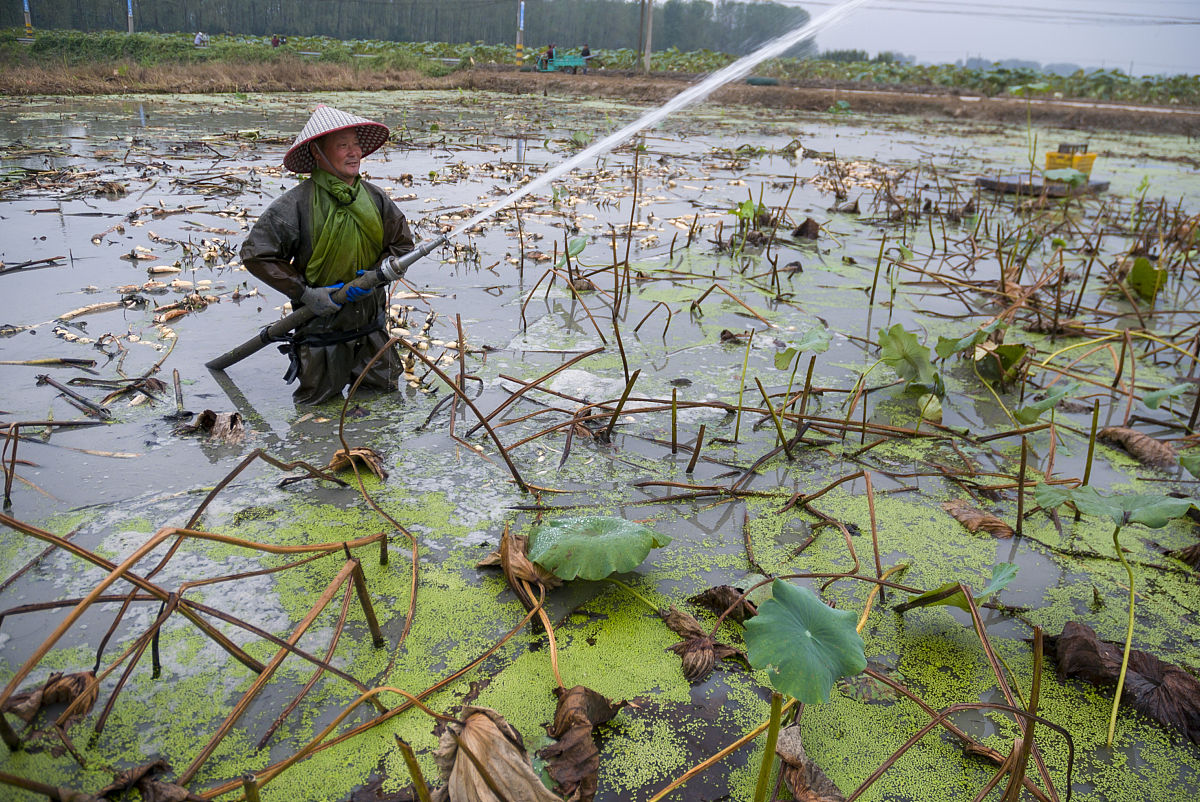 8名藕农身穿防水服，站在齐胸深的水里，穿行在干枯的荷梗之间，一手拿着高压水枪冲击淤泥深处，一手向下摸索寻觅莲藕身影，麻利地采收着莲藕。
帮我在句子前面加一句形容初春的句子