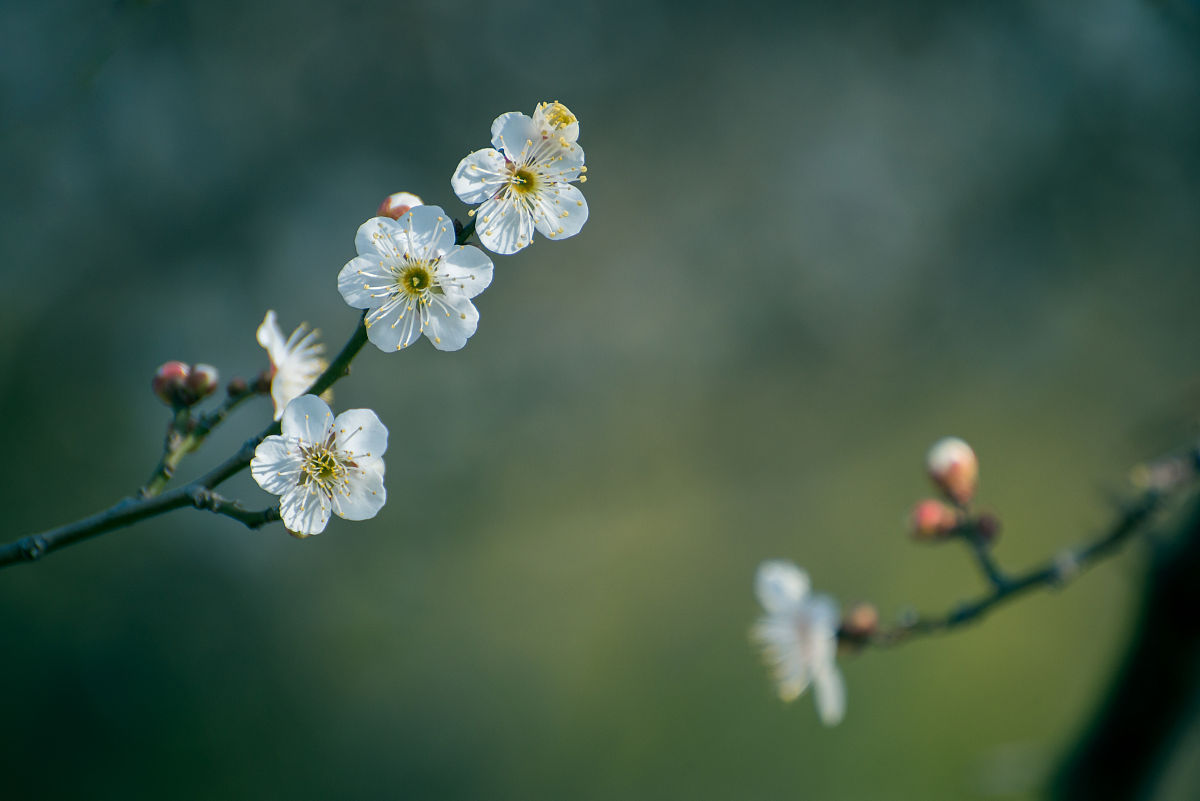 2022年3月6日,山东临沂,书法广场梅花飘香.