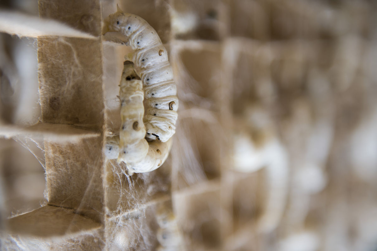 蚕宝宝：神奇的吐丝高手