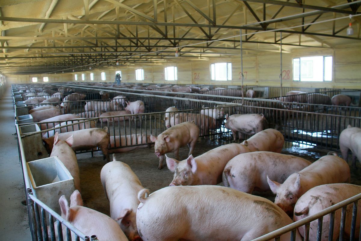 遵义德康：五大种猪场，助力农牧业高质量发展