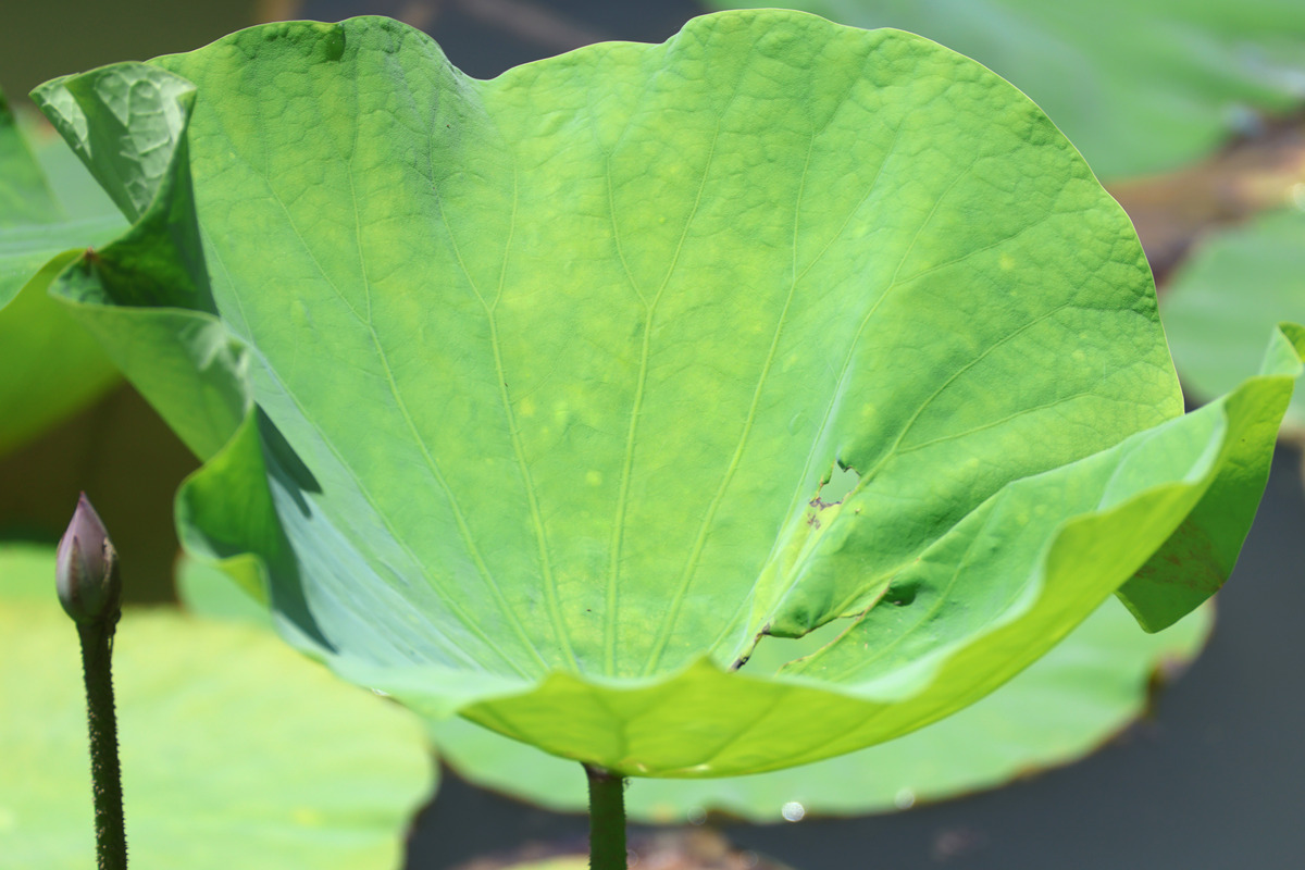 一什么般的荷叶