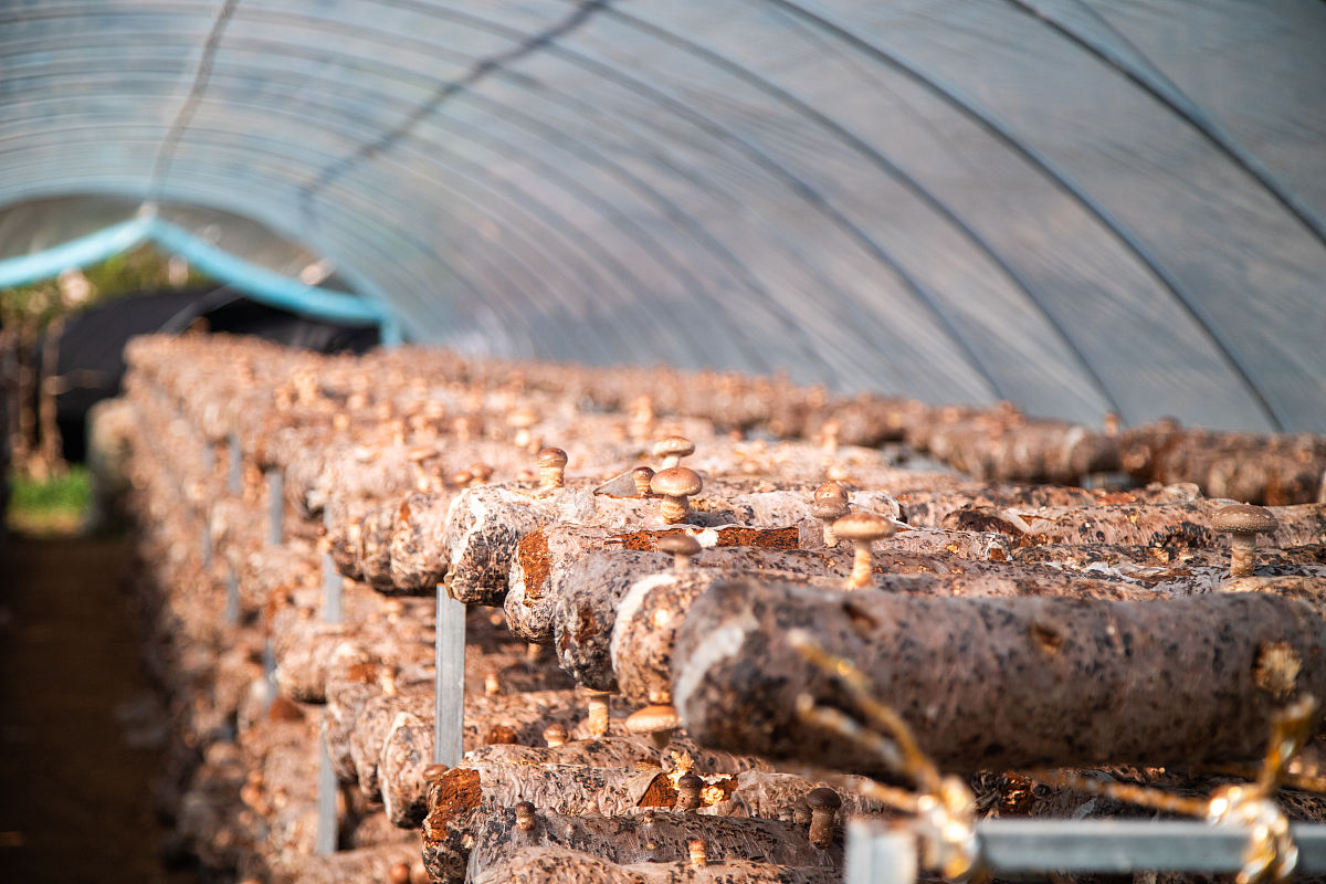 关于食用菌大棚使用情况排查及问题整改的报告