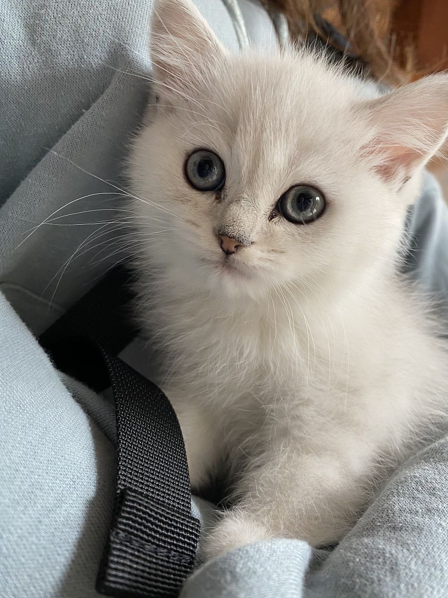 北京最大的宠物店是哪家？一年的销售额有多少？布偶猫的平均售价是多少