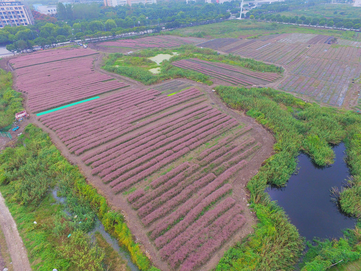 2016年10月01日,上海,大片大片的"网红"粉黛乱子草随风摇曳,甚是好看.