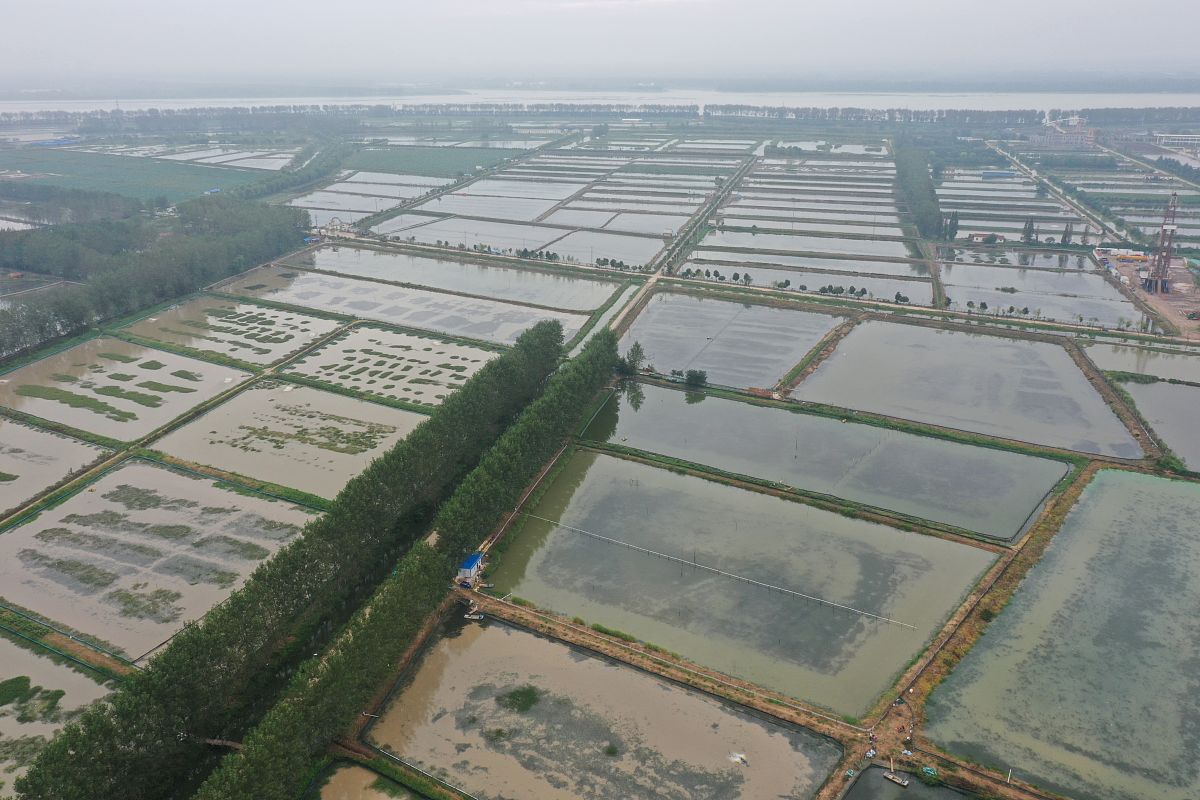 坚持构建以种苗基地为依托、产学研深度融合、育繁推一体化的现代种农业体系建设面向全国河蟹养殖户提供优质的蟹苗