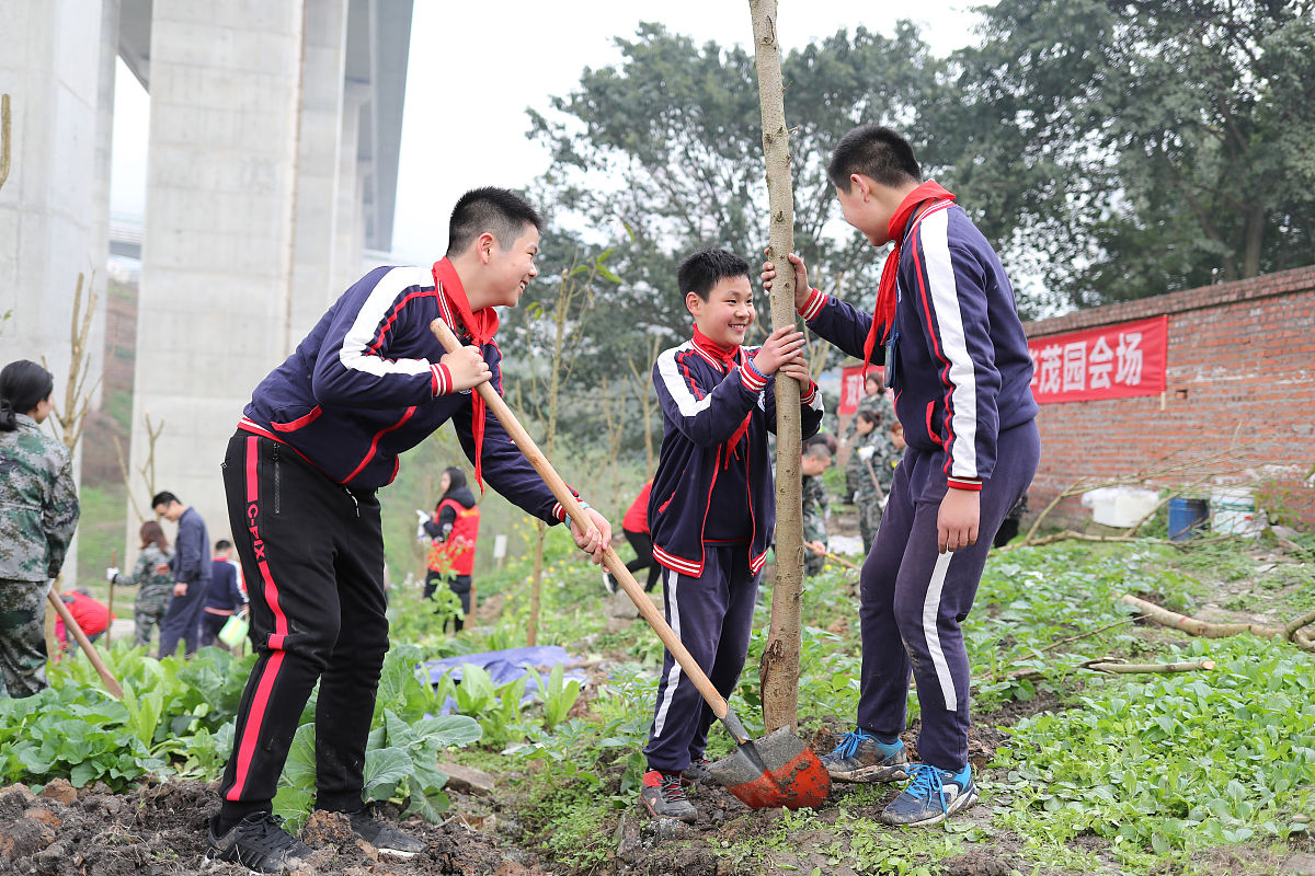 校园里的樟树与少年：环境保护的微光