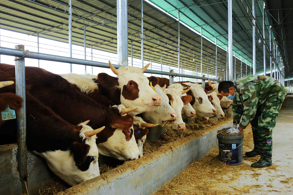 论述延安市育肥牛养殖存在 缺乏疾病预防意识的问题。