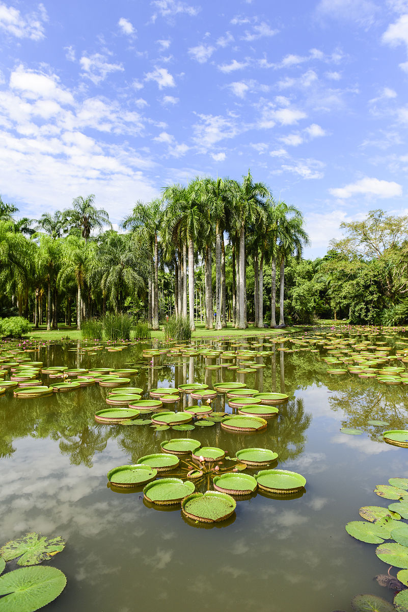 🌴 西双版纳旅行指南：探索热带天堂的隐藏魅力 ✈️