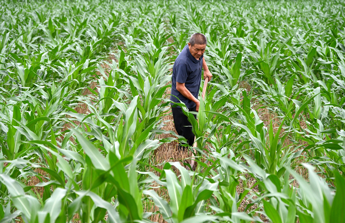 旱作玉米增产研究现状及趋势：技术创新、土壤管理与政策支持