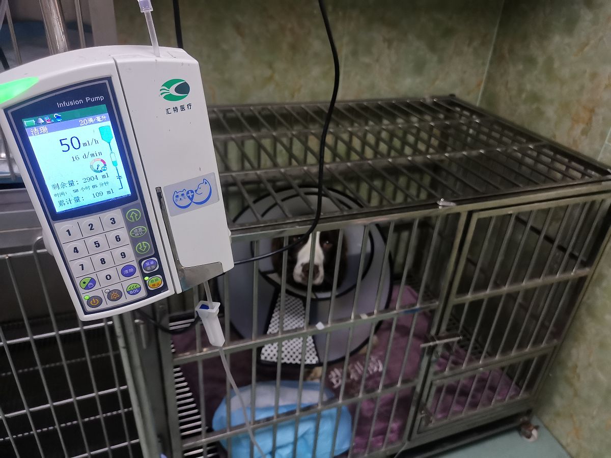 2小时快速检测32种禽病！自己动手搞一台禽病检测设备，精准早检，避免损失