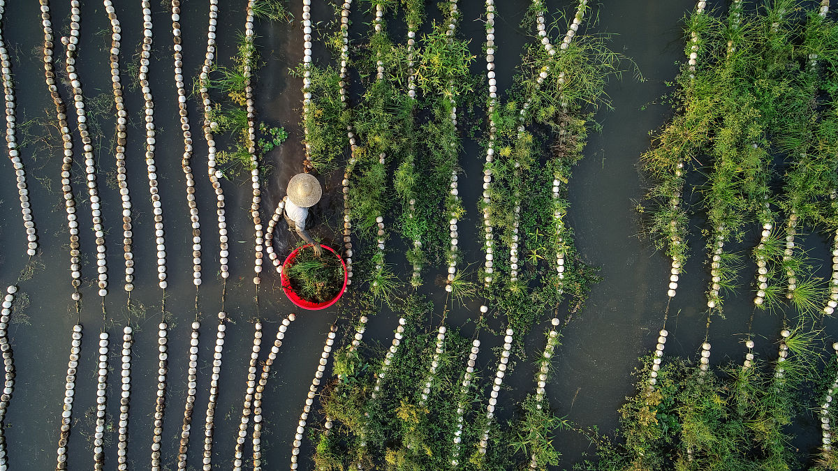 焯香椿的水能放凉后能浇龙须树吗